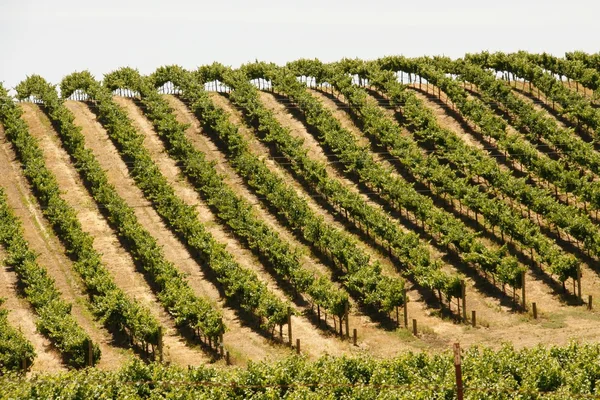 Kaliforniai grapefield Stock Fotó