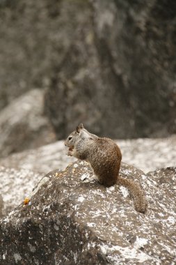 Eating Squirrel in Yosemite clipart