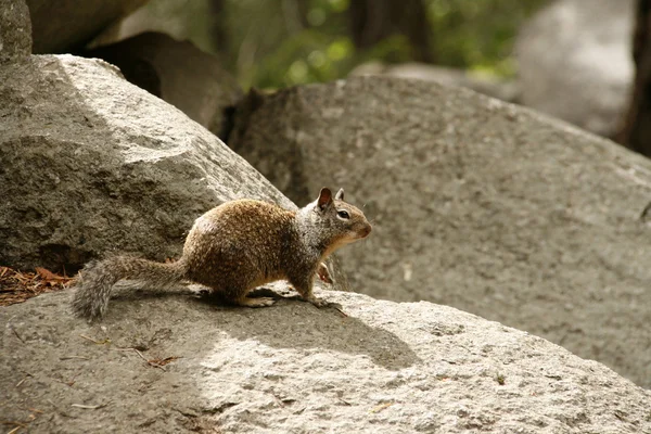 Squirrel in Yosemite — Stock Photo, Image