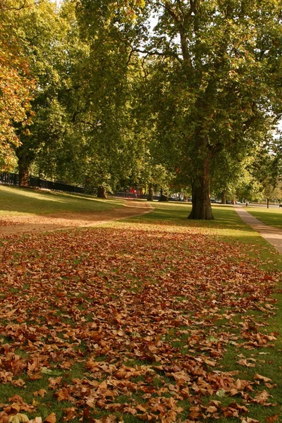 Liści w park.london Ukryj — Zdjęcie stockowe