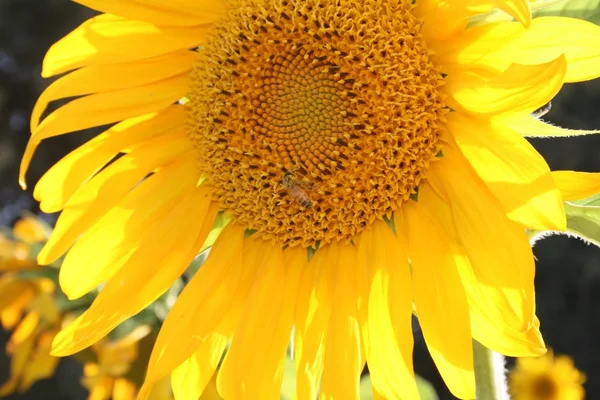 Bee on the Sunflower — Stock Photo, Image
