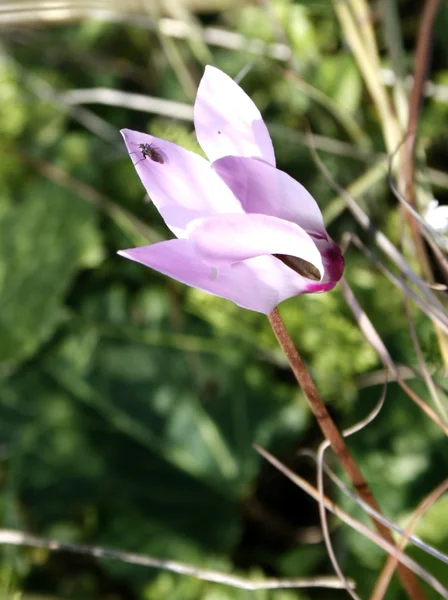 Stock image First spring cyclamen