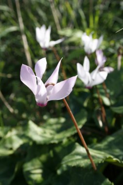 İlk Bahar cyclamens