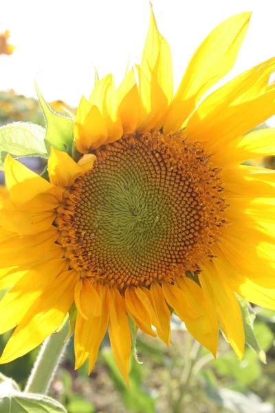 Sunflower On the field — Stock Photo, Image