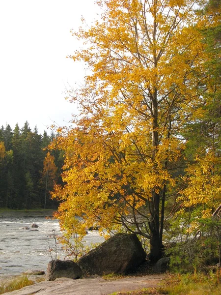 Herfst rivier finland — Stockfoto