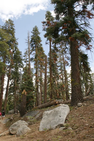 Bosque en Yosemite — Foto de Stock