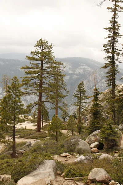 Stock image Pines on Glacier Point