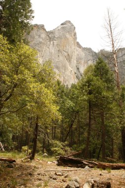 çam ve yosemite dağlarda