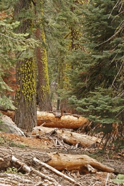 eski redwood ve çam ormanı