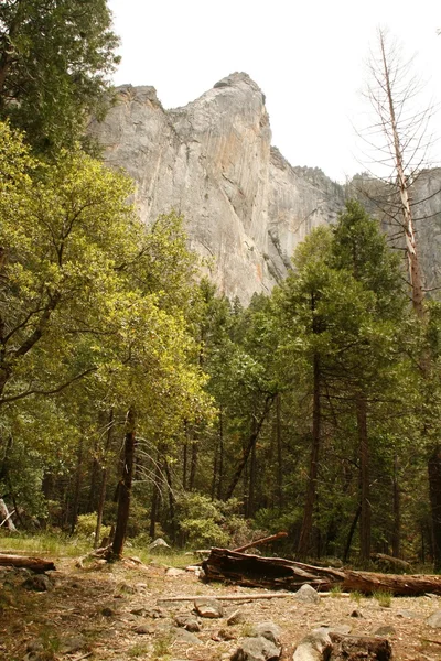 Pinos y montañas en Yosemite — Foto de Stock