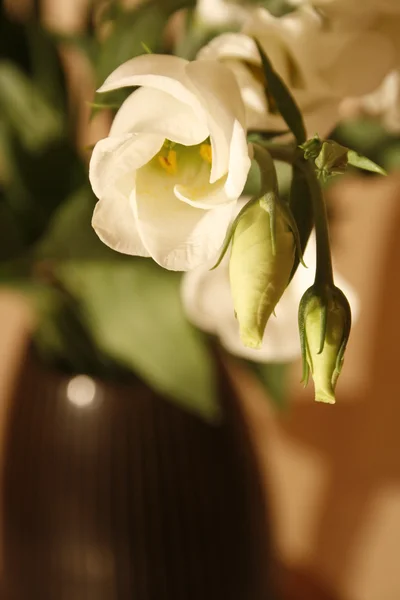 Άσπρα λουλούδια στο μαύρο βάζο — Φωτογραφία Αρχείου