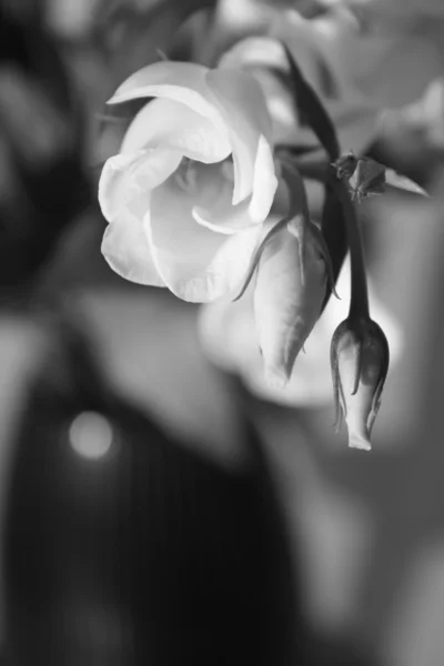White Flowers In The Black Vase — Stock Photo, Image