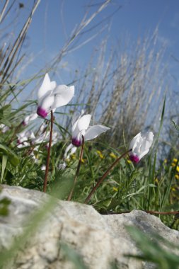 İlk Bahar cyclamens