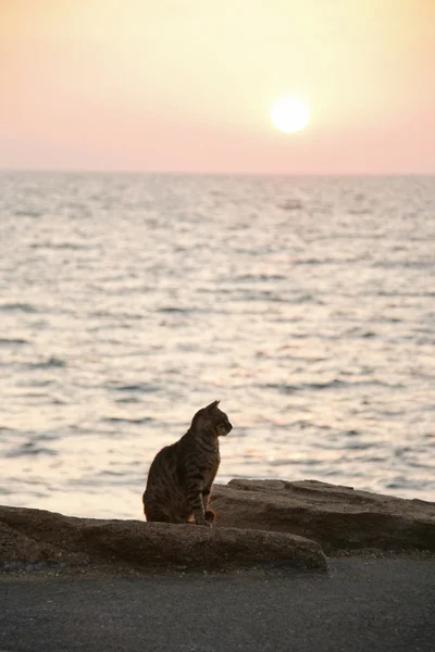 stock image Cat in sunset on the seaschore