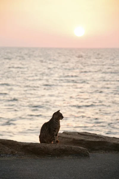Katt i solnedgången på seaschore Royaltyfria Stockbilder