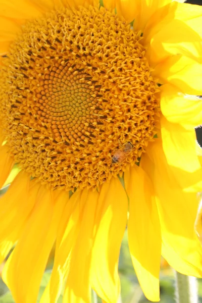 Closeup of Bee on Sunflower — Stock Photo, Image