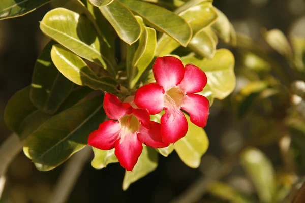 stock image Flowers in Oasis