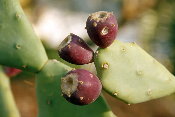 stock image Cactus fruits in Botanic Garden