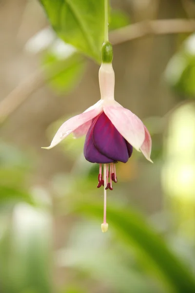 Κοντινό πλάνο λουλούδι ροζ φούξια — Φωτογραφία Αρχείου