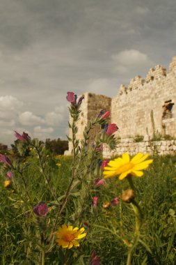 Spring flowers near the ruins clipart