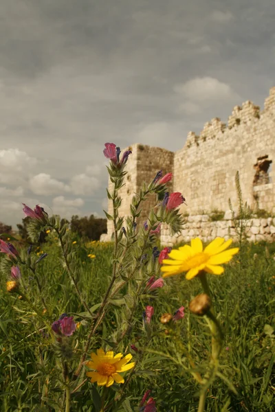 Fleurs printanières près des ruines — Photo