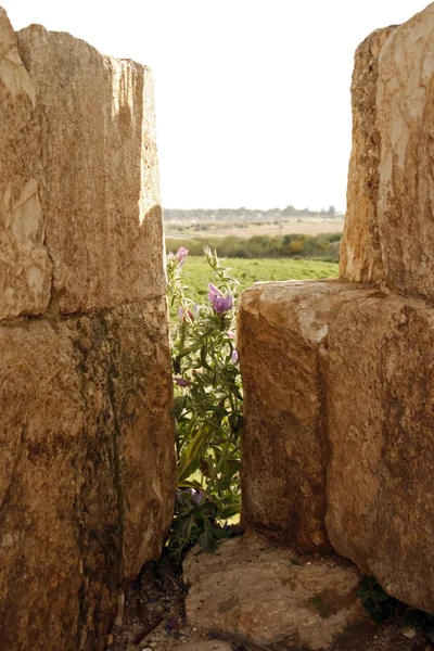 Руины крепости Антипатрис — стоковое фото