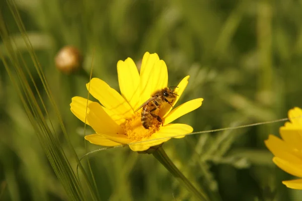 Vilda bi på blomma — Stockfoto