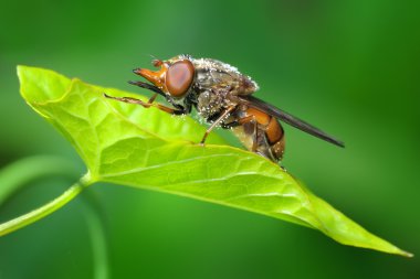 fly on green leaf  clipart