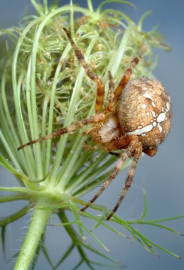 macro photography of spider on the web  clipart