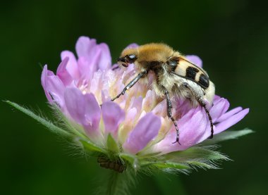 bumblebee on a flower  clipart