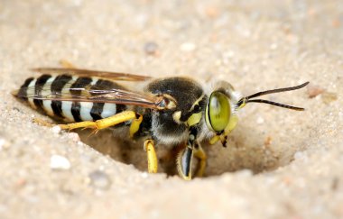 wasp on the ground  clipart
