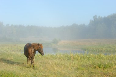horse in a meadow at sunrise 