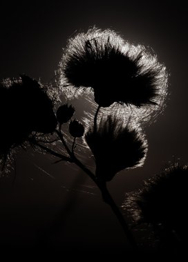 black and white dandelion seeds on the black background. 