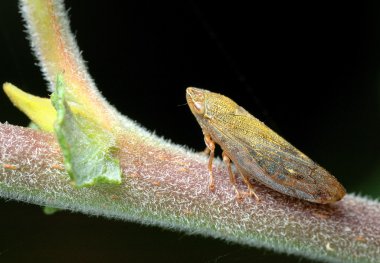 grasshopper on a green leaf  clipart