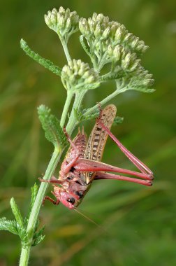 grasshopper on a plant  clipart