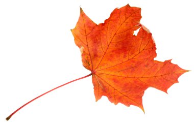 autumn maple leaf, isolated on white  clipart