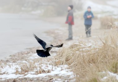 a beautiful winter landscape with a young bird on a frozen lake  clipart