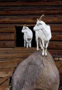 white goats in the farm  clipart