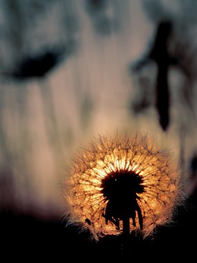 dandelion seeds in a sunset light 