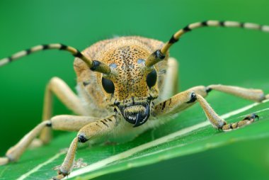 macro photography of insect  clipart