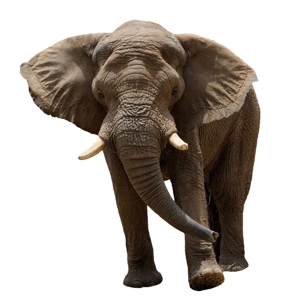 Elefante Africano Isolado Sobre Branco — Fotografia de Stock