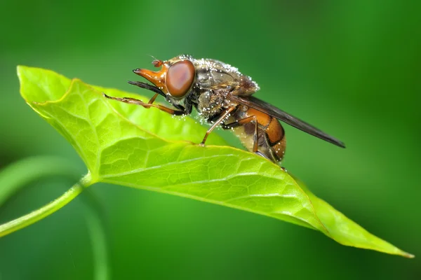 Fly Green Leaf — Stock Photo, Image