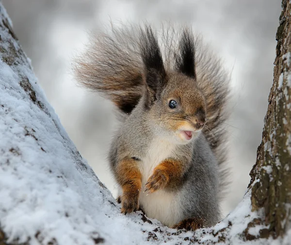 Wiewiórka Zimowym Lesie — Zdjęcie stockowe
