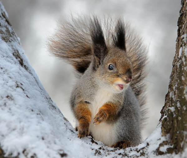 squirrel in winter forest 