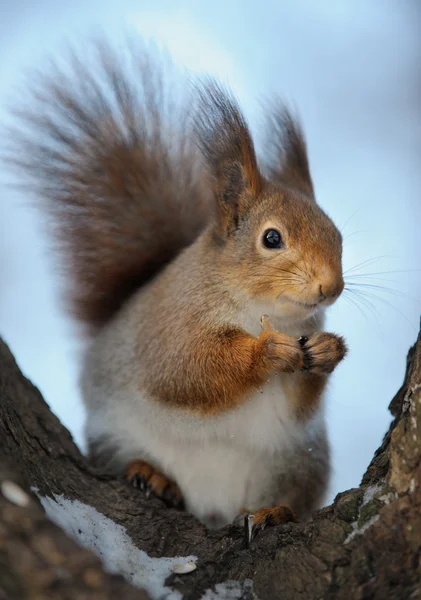 Niedliches Eichhörnchen Auf Einem Ast — Stockfoto