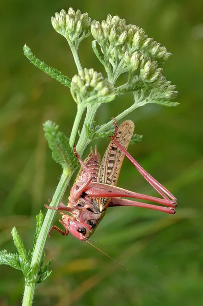Grasshopper บนพ — ภาพถ่ายสต็อก
