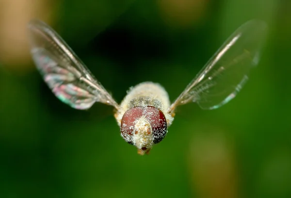 Close Dragonfly Leaf — ストック写真