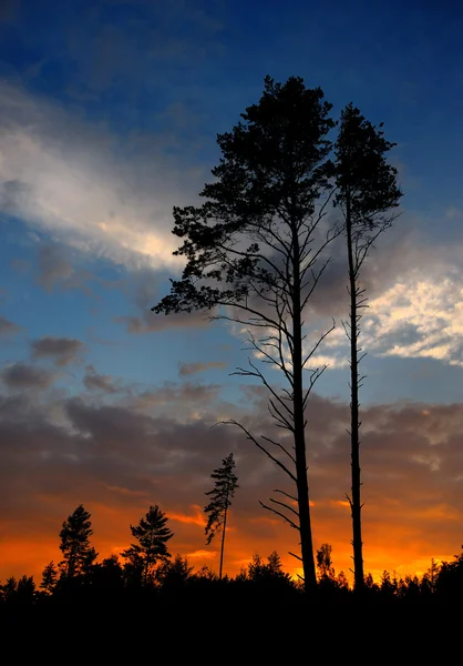 Захід Сонця Лісі Сосновими Деревами — стокове фото