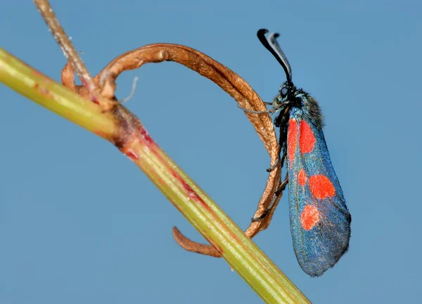 Macro Shot Red Moth Blue — Stockfoto