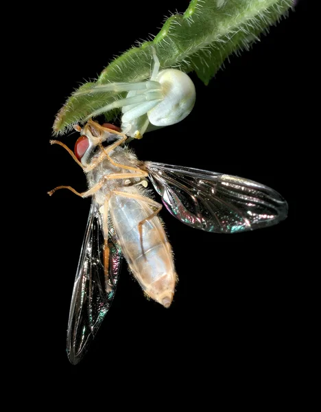 Macro Photography Fly Insect — Stockfoto